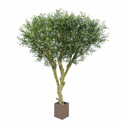 Bespoke-Olive-3-Stem-Tree