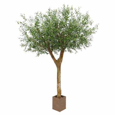 Classic-Bespoke-Olive-Tree